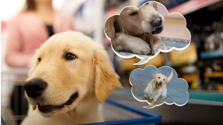 Todo lo que necesitas para tu perro en una sola lista de la compra