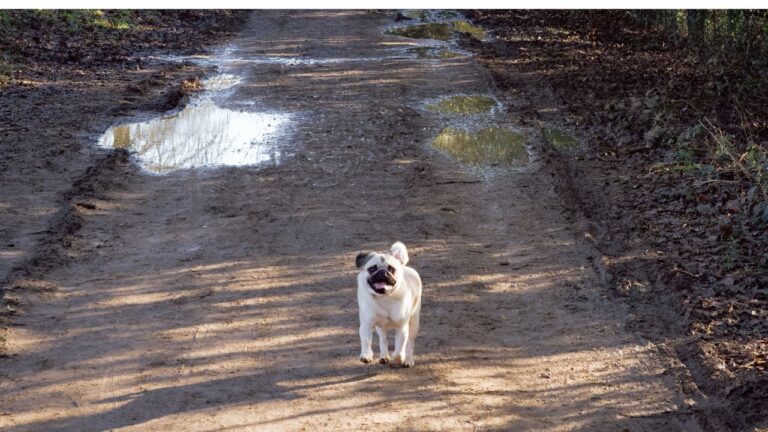 Tu perro no necesita pasear tres veces al día. Eso es un bulo como una catedral de grande