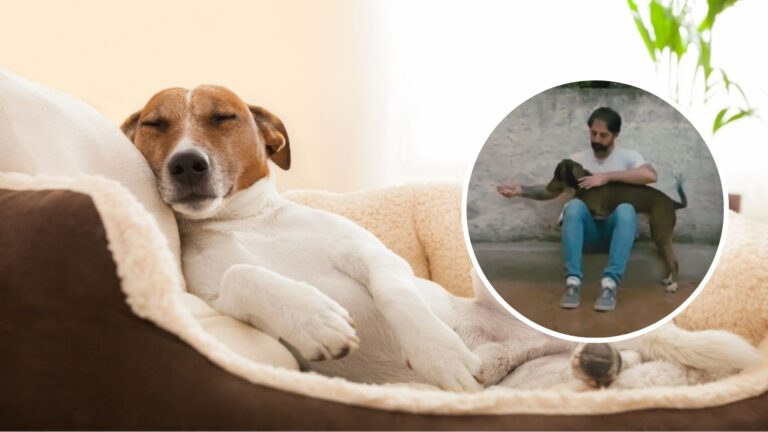Cómo enseñar a tu perro a relajarse en casa