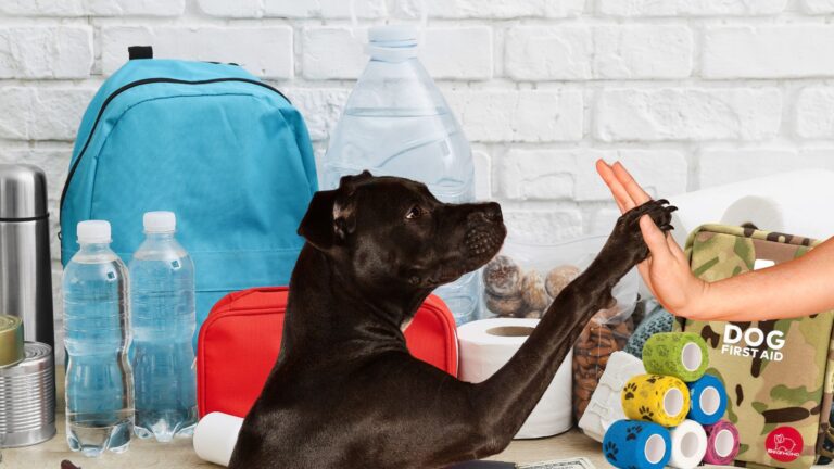 Kit de emergencias de 72h para tu perro