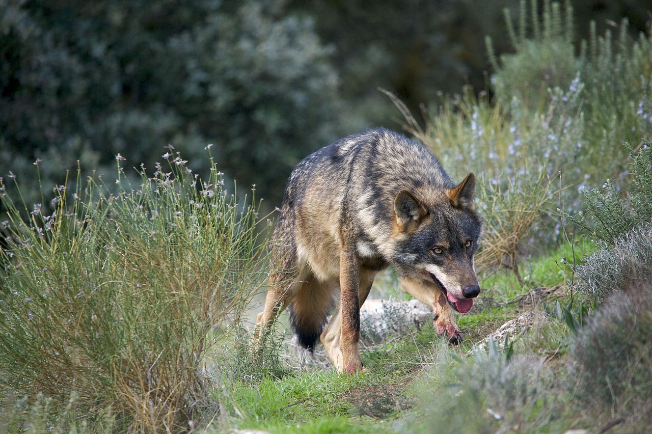 El lobo ibérico podría acabar desprotegido en Castilla y León