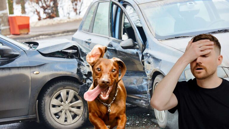 El seguro para perros obligatorio no debe confundirse con el seguro veterinario