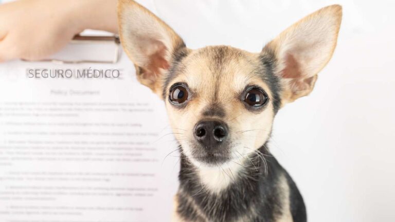 Solo deberías contratar un seguro de salud dedicado para tu perro. Estas son mis razones para convencerte