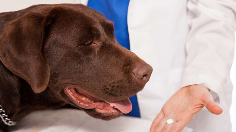 Un par de trucos para dar la pastilla a un perro sin que la escupa. Es tan sencillo como asociar experiencias positivas