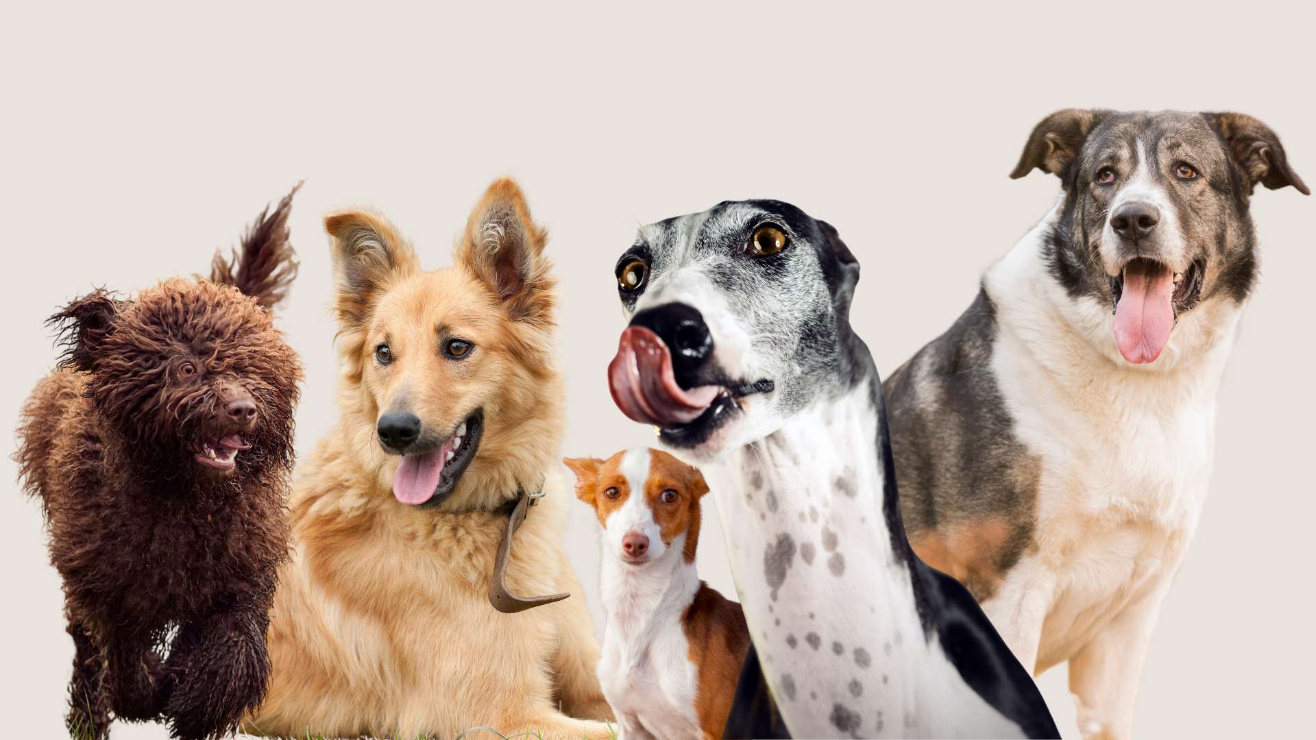 Que raza de perro eres spanish edition