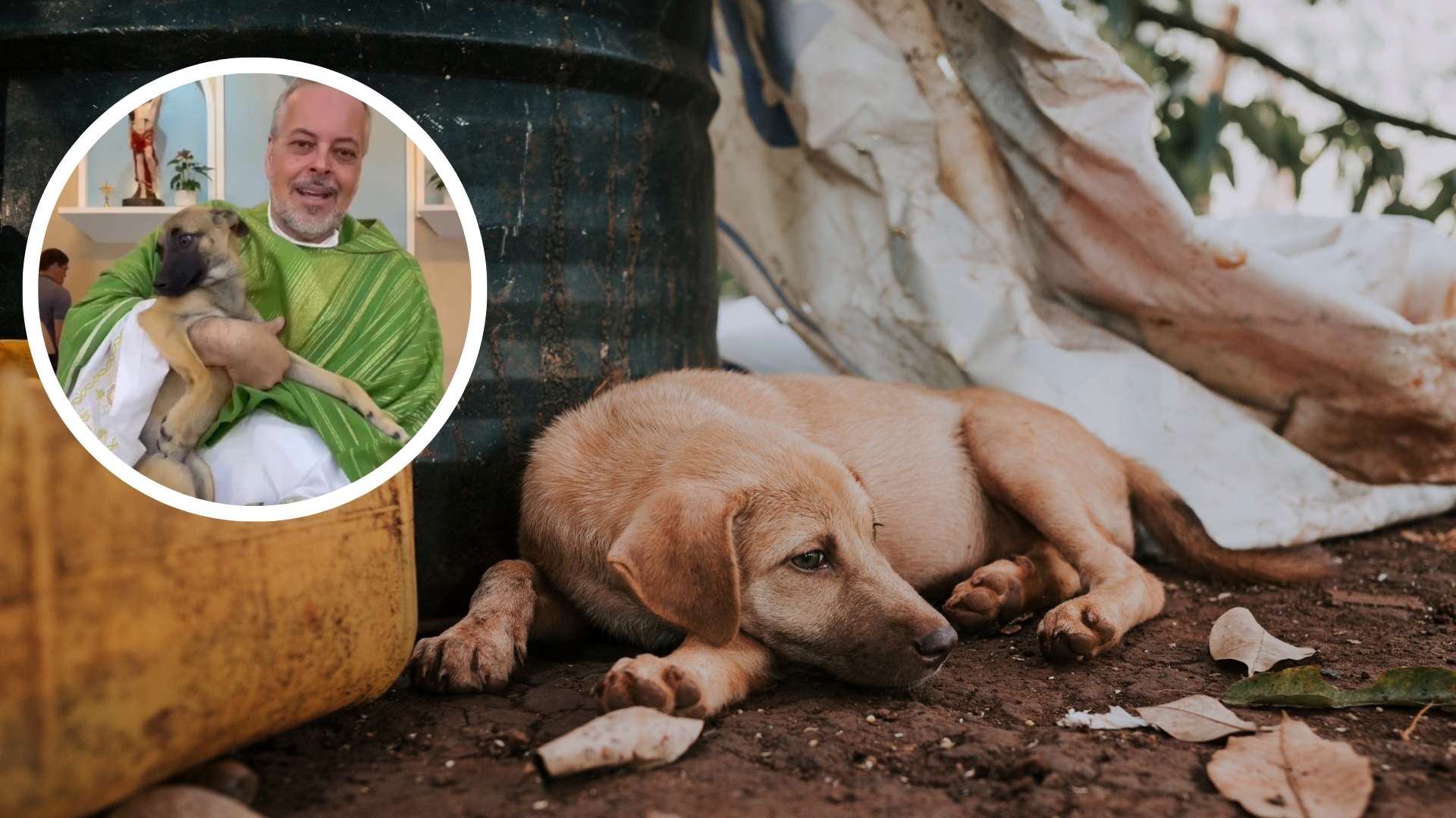Este cura rescata perros y los da en adopción (Joao Paolo)