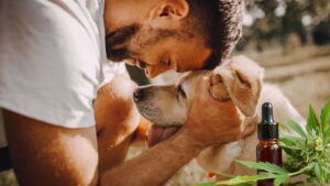 ¿Funciona el CBD para perros Entre los nutracéuticos es de los que dan mejores resultados