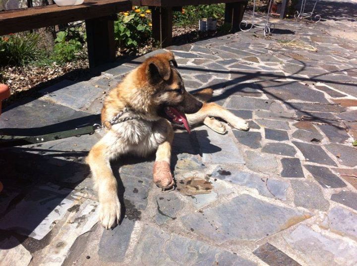 Ser casa de acogida salva vidas