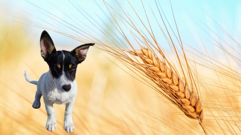 El peligro de las espigas en perros y por qué debes tener cuidado con ellas