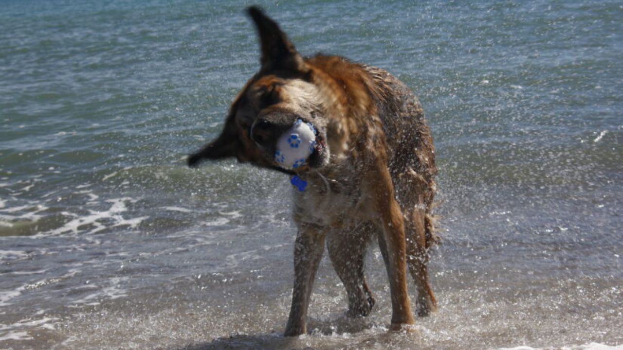 Por qué adoptar un perro no es gratis