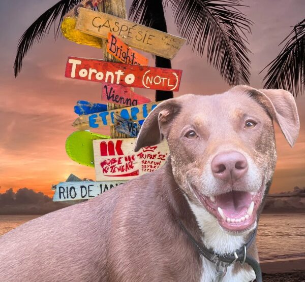 dog-summer-camp-producto