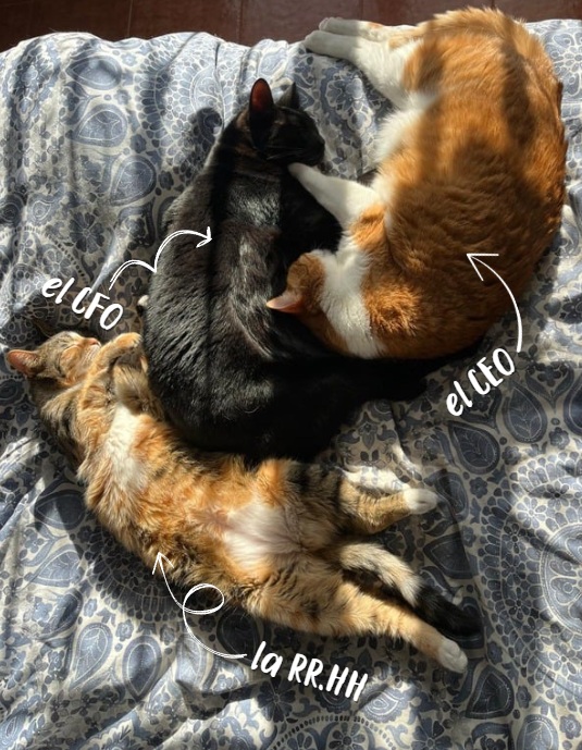 dv_studio_equipo_directivo