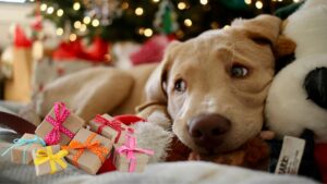 5 ideas originales de regalos de Navidad para tu perro