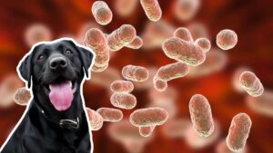 Probióticos para perros: una forma sencilla de mejorar la salud de nuestro mejor amigo