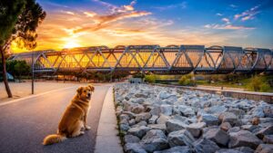 Salir con tu perro por Madrid pet friendly